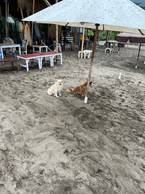 犬(Seminyak_Beach)